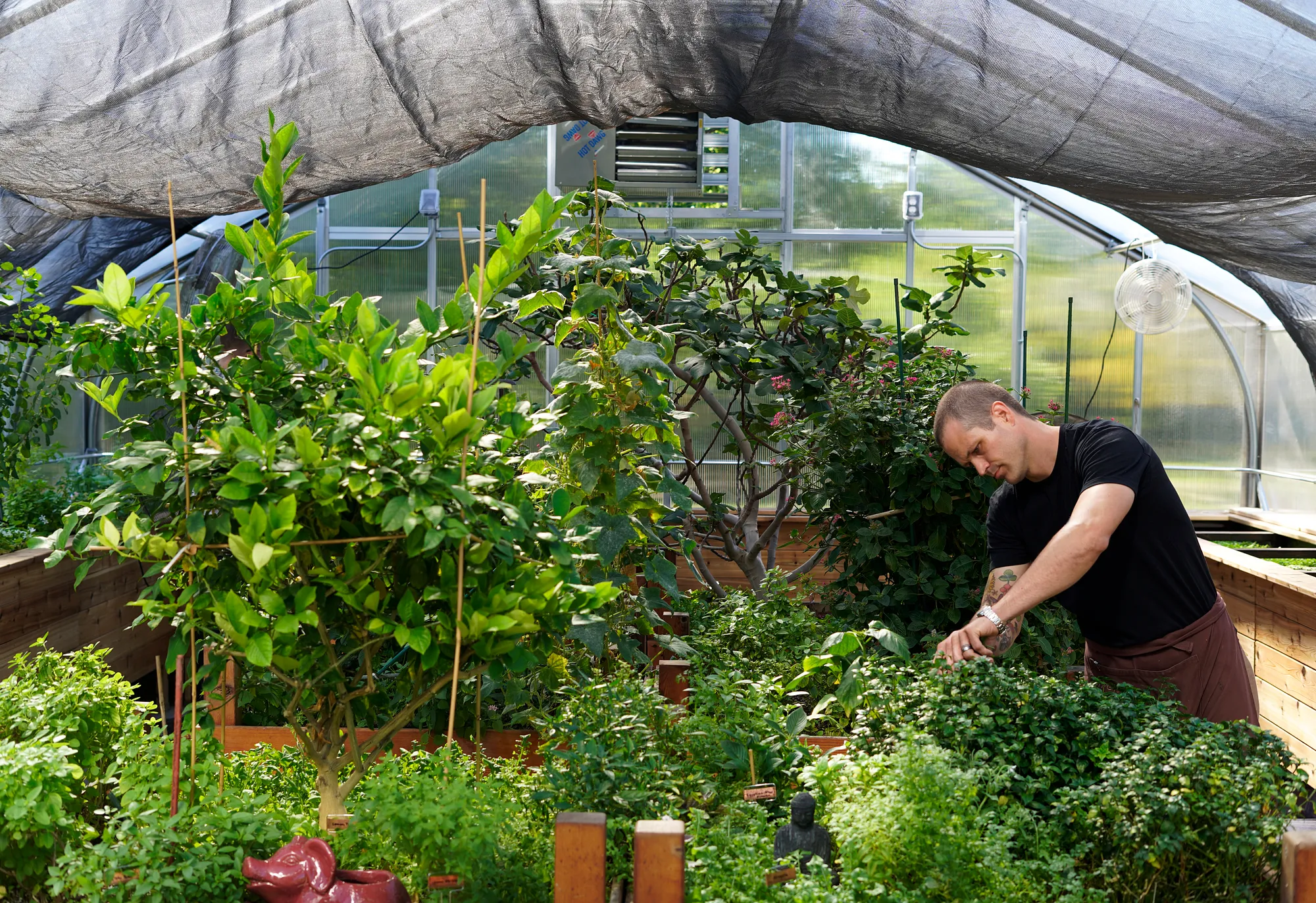 Chef Devon Quinn of Eden/The Paramount Group in Chicago tends to lush, green plants inside a greenhouse, surrounded by various leafy herbs and small trees under a transparent, arched roof.