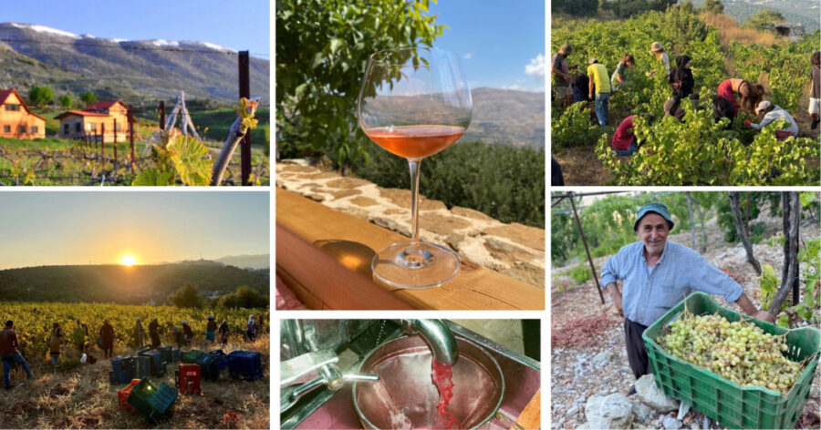 Collage of vineyard scenes for the lebanese wine dinner experience at eden chicago grape picking, workers in fields, a smiling man with a basket of grapes, a glass of rosé beside a rustic sandwich, and a sunset over grapevines with a mountain backdrop.