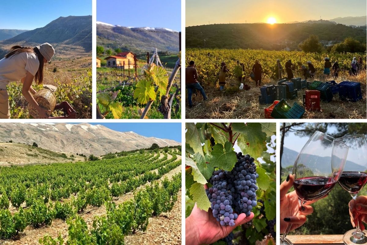 A collage shows people harvesting grapes, bins filled with grapes, a vineyard at sunset, grapevines, someone holding grape clusters, and two glasses of red wine being clinked together – snippets of what to expect at eden's lebanese wine dinner on october 7.